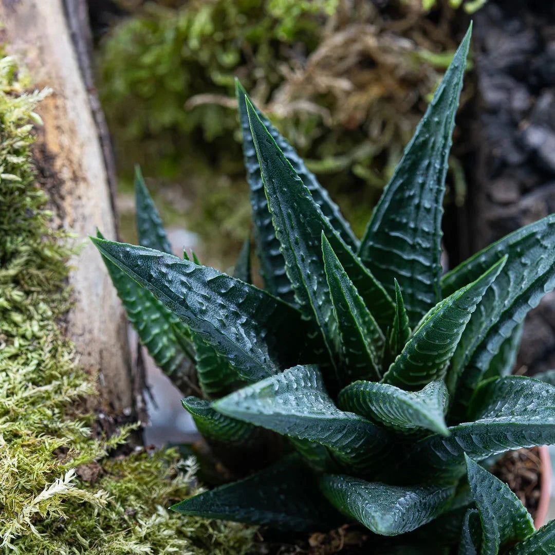 achat_plante_terrarium_facile1