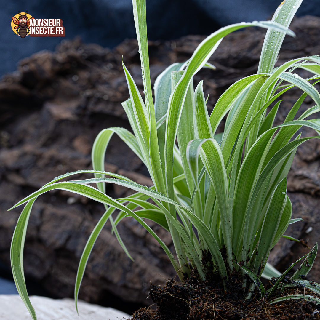 achat plante terrarium facile 1