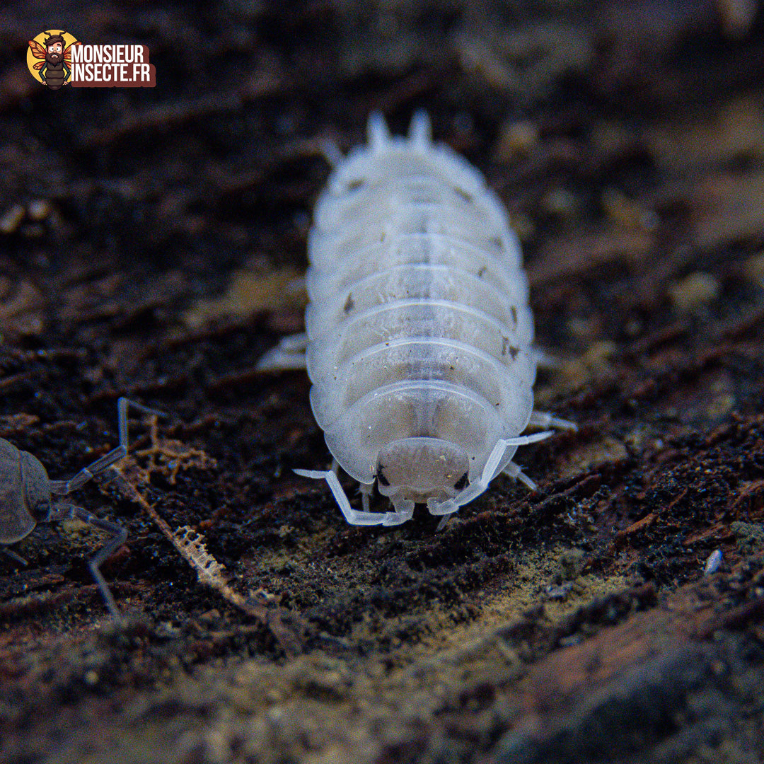 achat_porcellio_laevis_white_3
