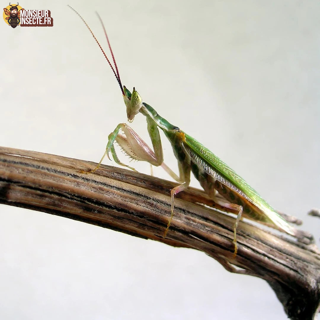 achat_pseudoharpax_virescens 2