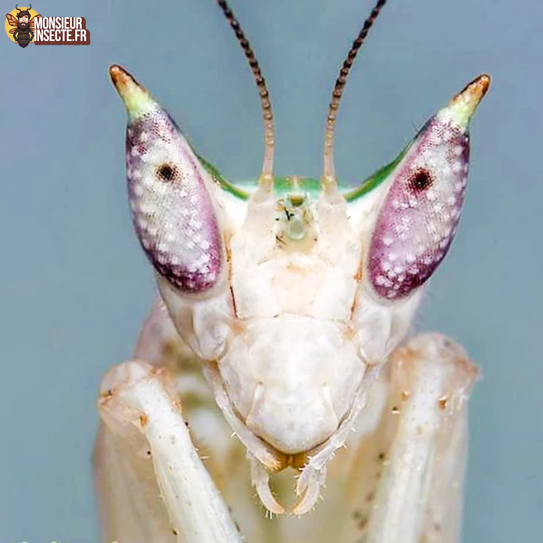 achat_pseudoharpax_virescens4