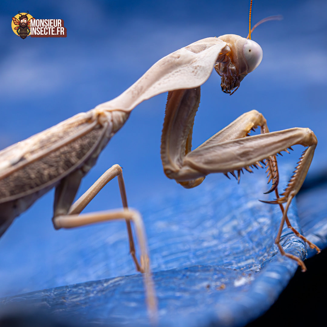 achat rhombodera kirbyii 2