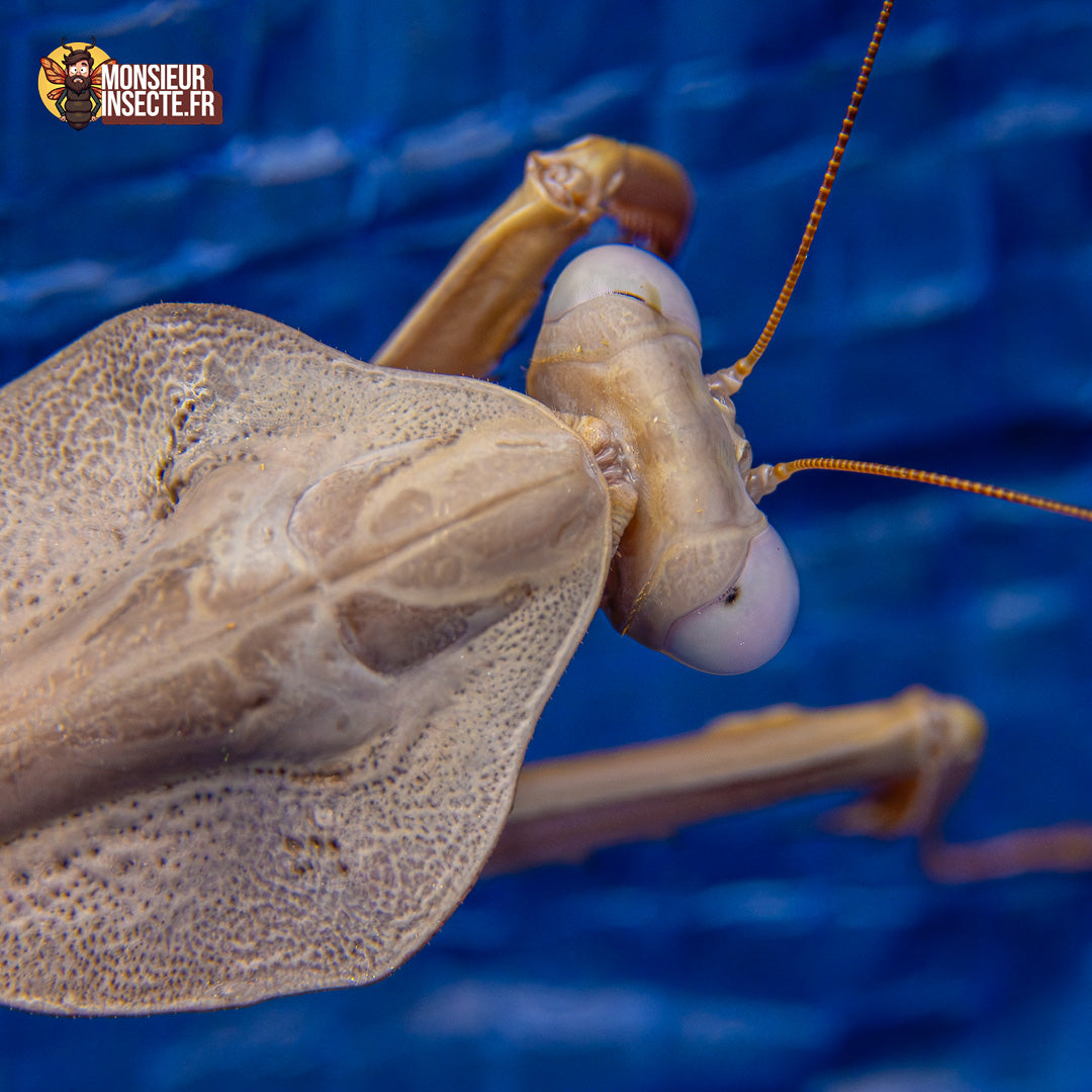 achat rhombodera kirbyii 7