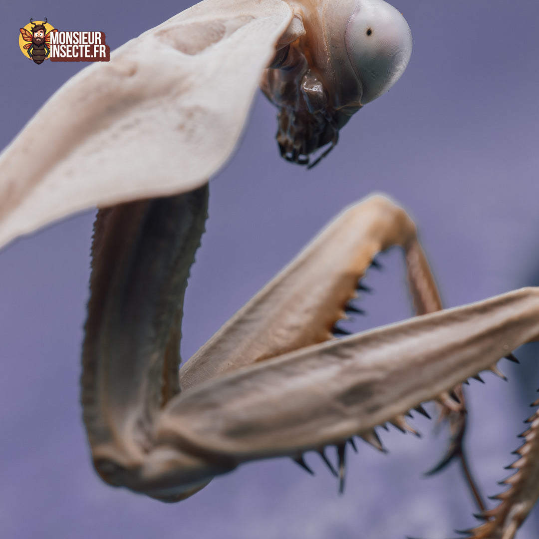 achat rhombodera kirbyii 8