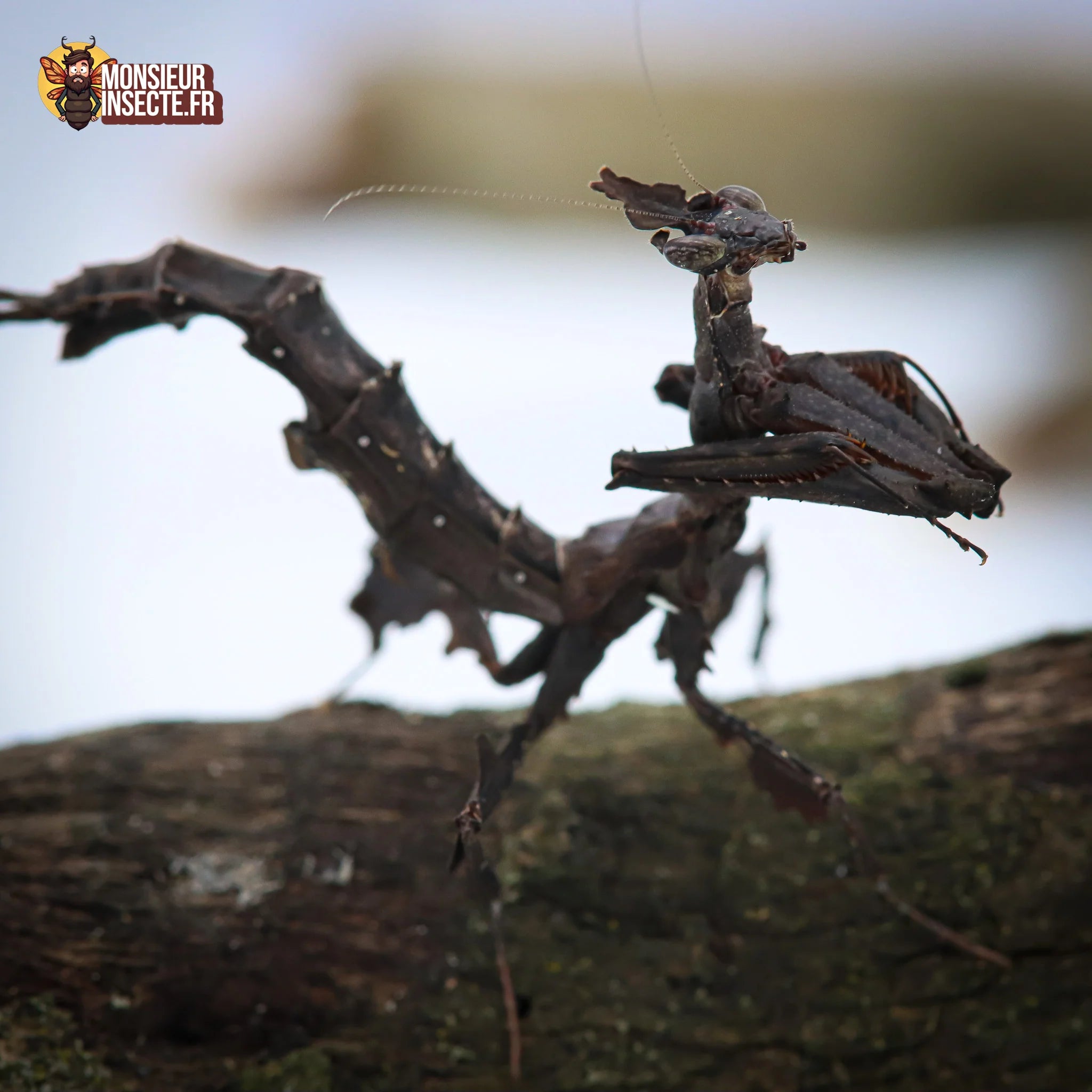 achat stenophyla lobivertex - mante dragon
