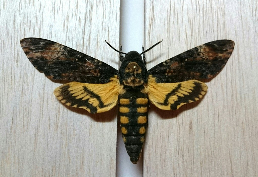 Chenille | Papillon Sphinx tête de mort (Acherontia Atropos)