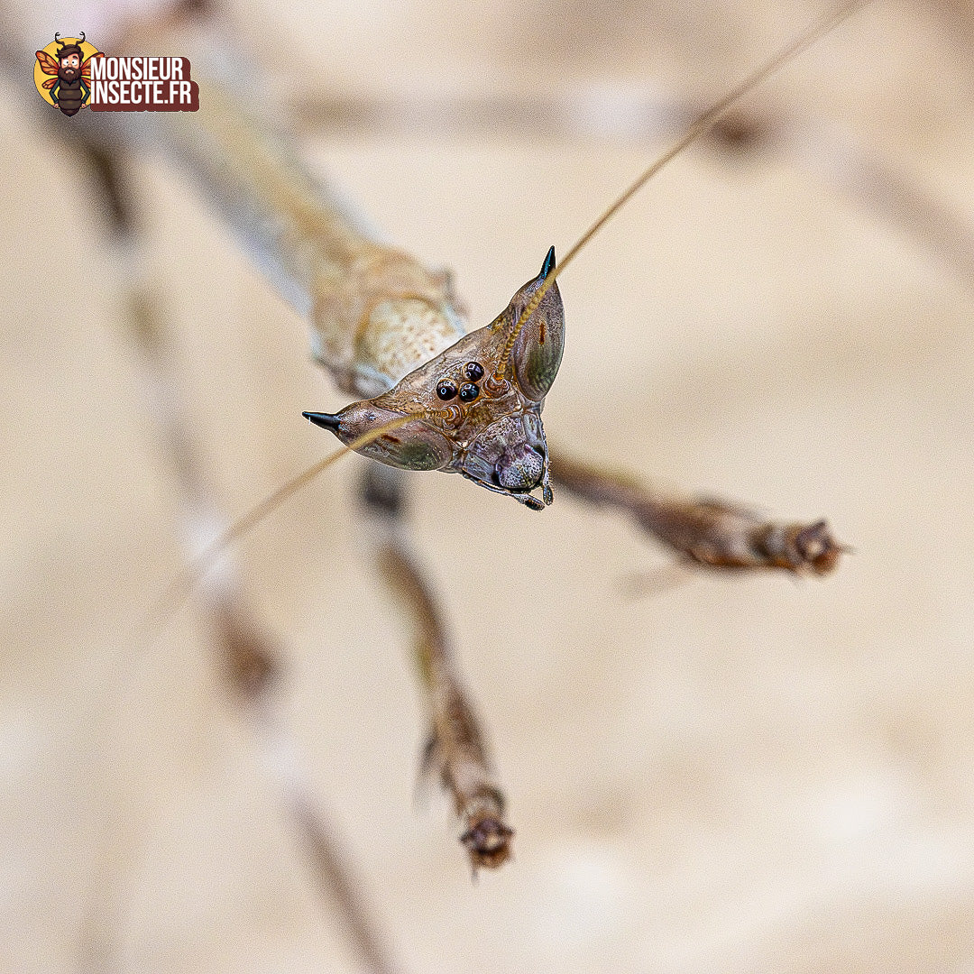 Mante religieuse | Mante oeil de chat - Heterochaeta Orientalis