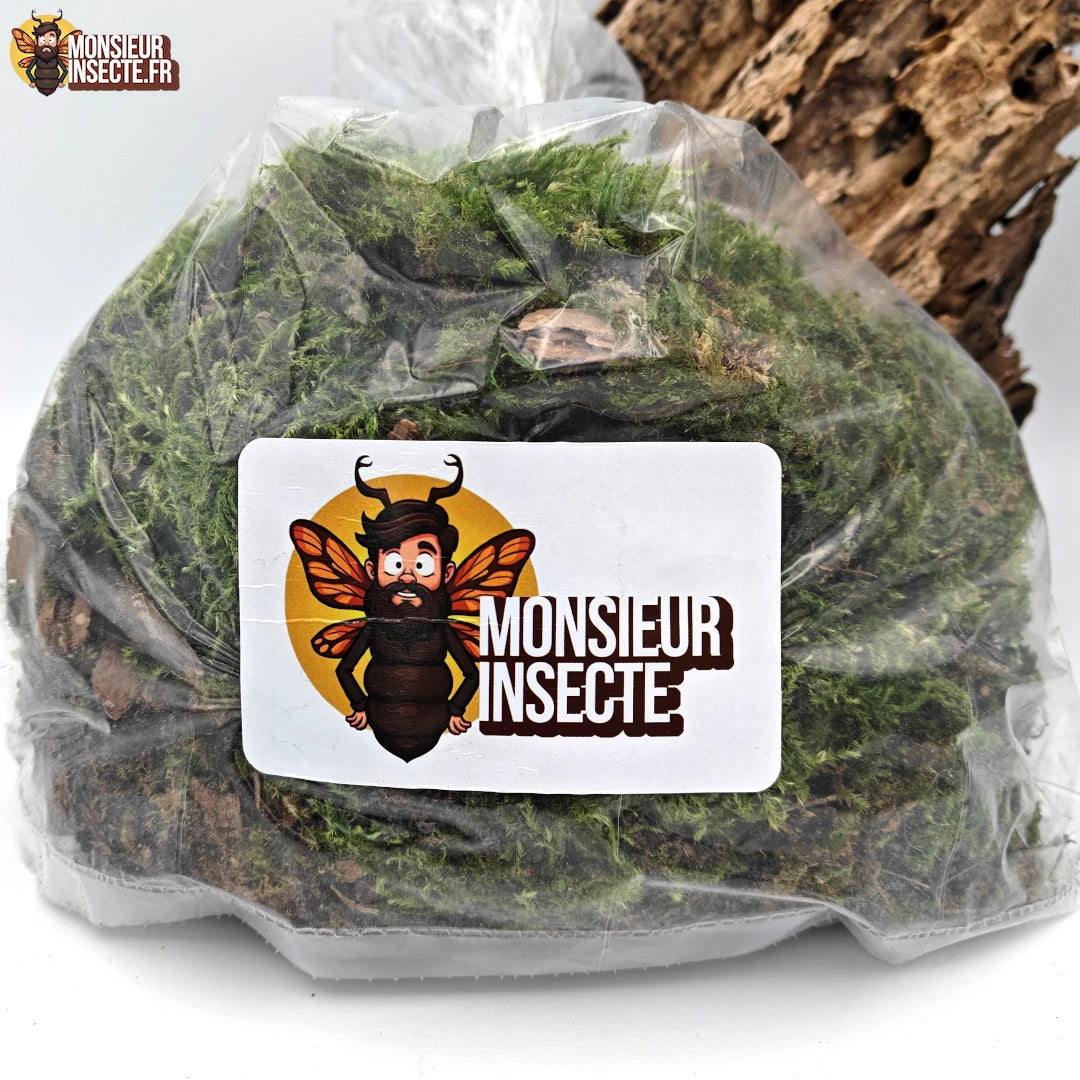 Décoration terrarium | 1L Mousse verte (Stérile)