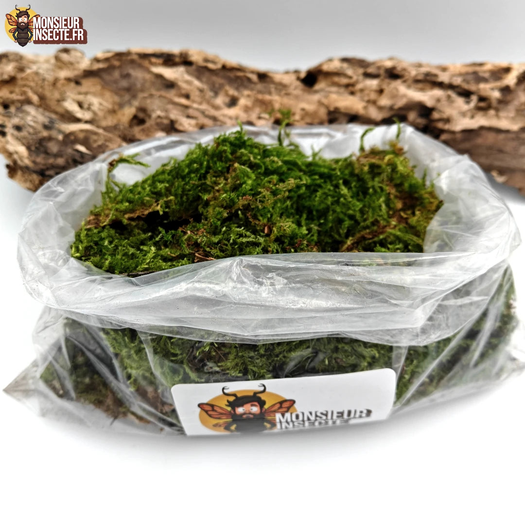 Kit décoration terrarium | Mousse, Tourbe de coco et bois