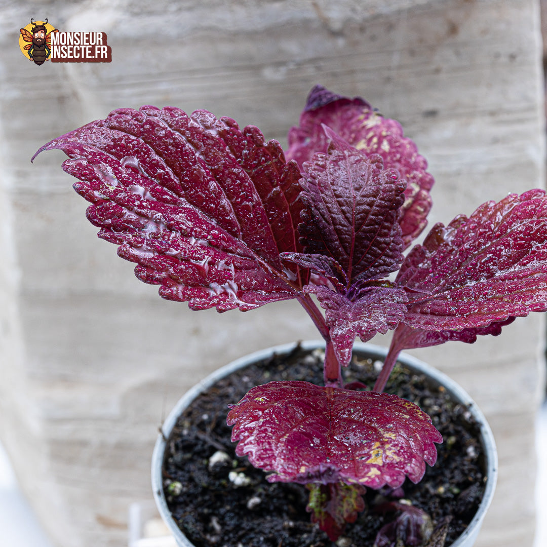 Plante terrarium | Coleus rouge