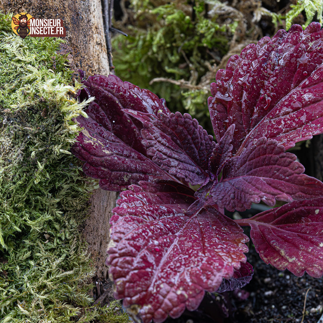 Plante terrarium | Coleus rouge