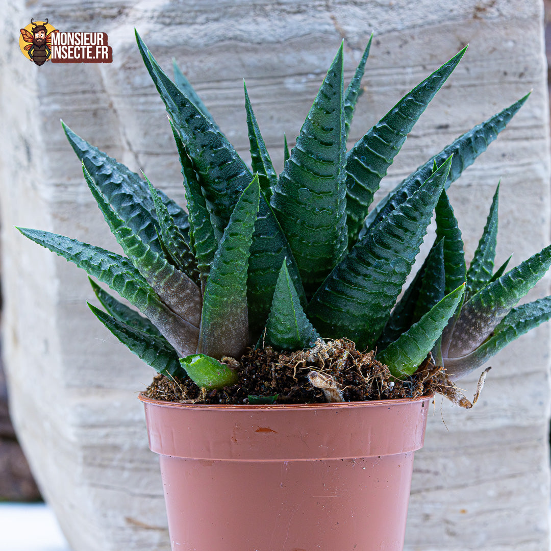 Plante terrarium | Haworthia