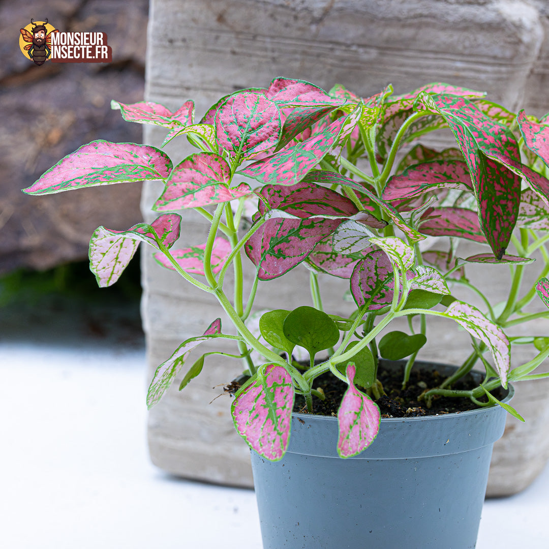 Plante terrarium | Hypoestes Phyllosachya rouge