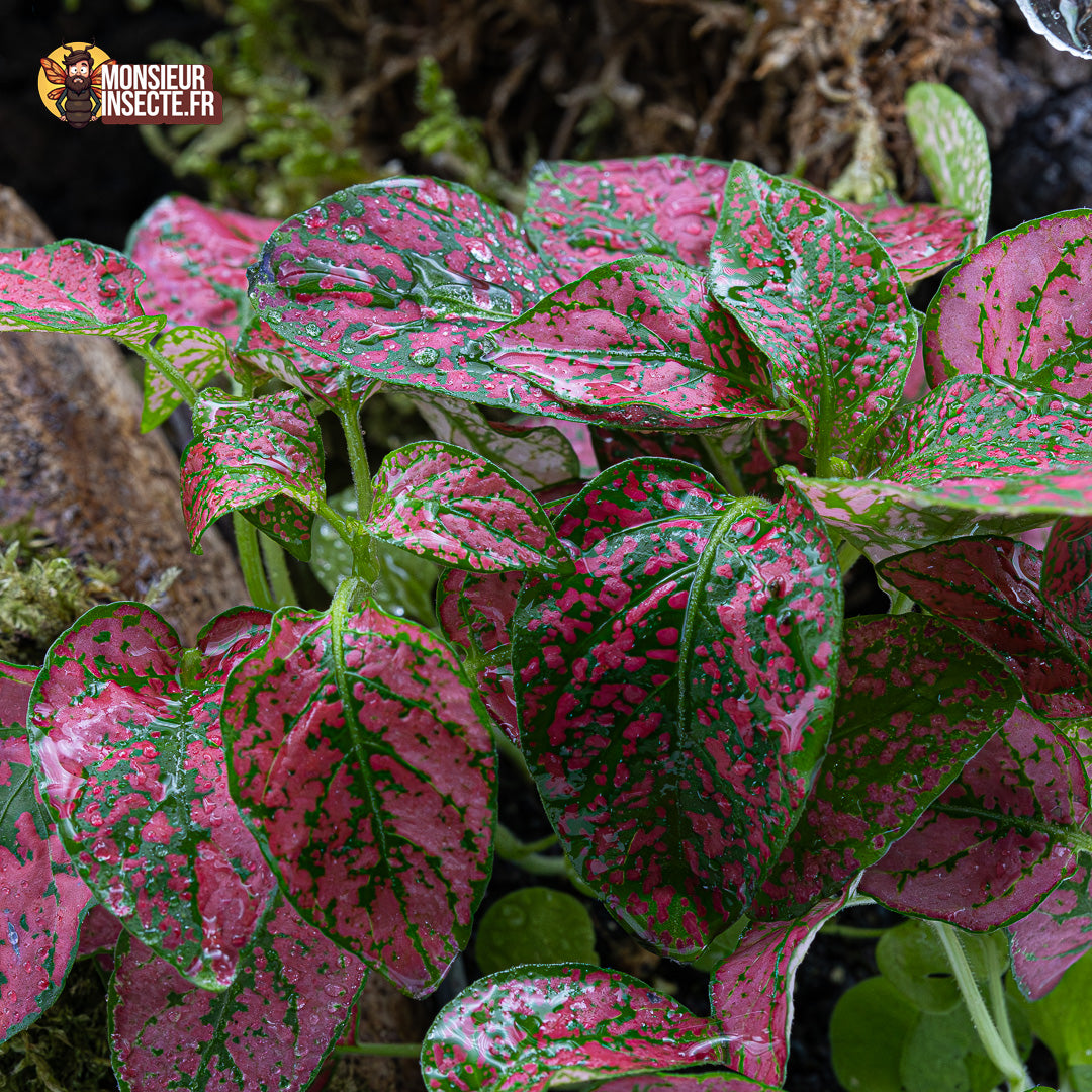 Plante terrarium | Hypoestes Phyllosachya rouge
