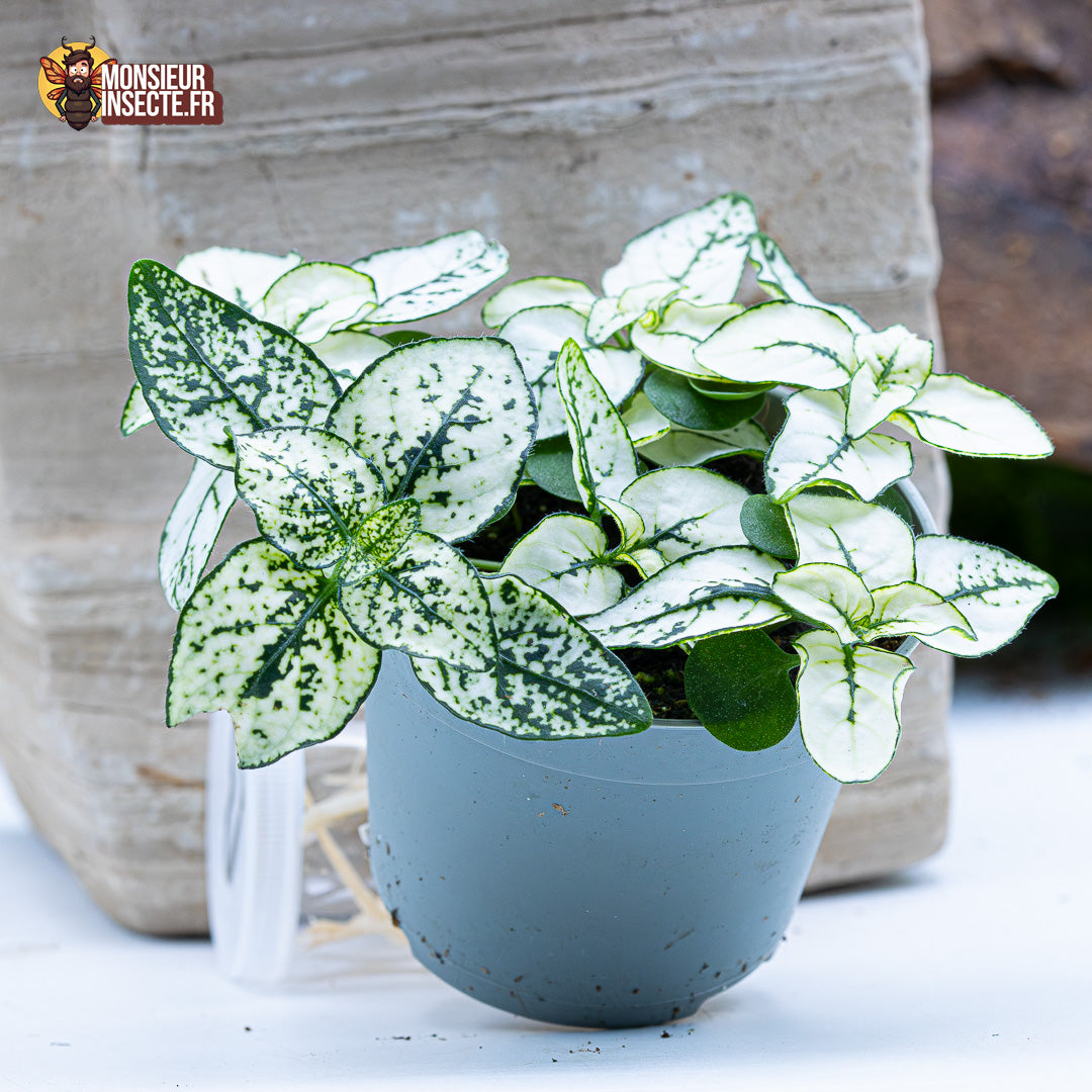 Plante terrarium | Hypoestes Phyllosachya blanche