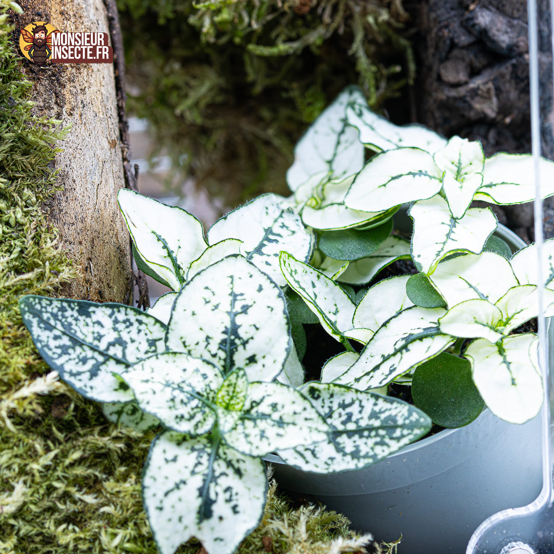 Plante terrarium | Hypoestes Phyllosachya blanche