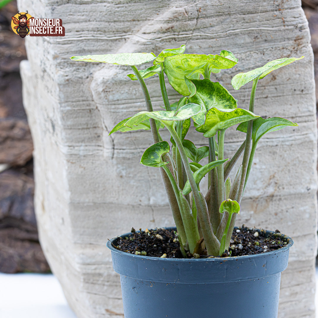 Plante terrarium | Syngonium Pixie