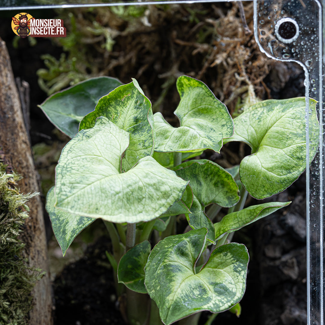 Plante terrarium | Syngonium Pixie