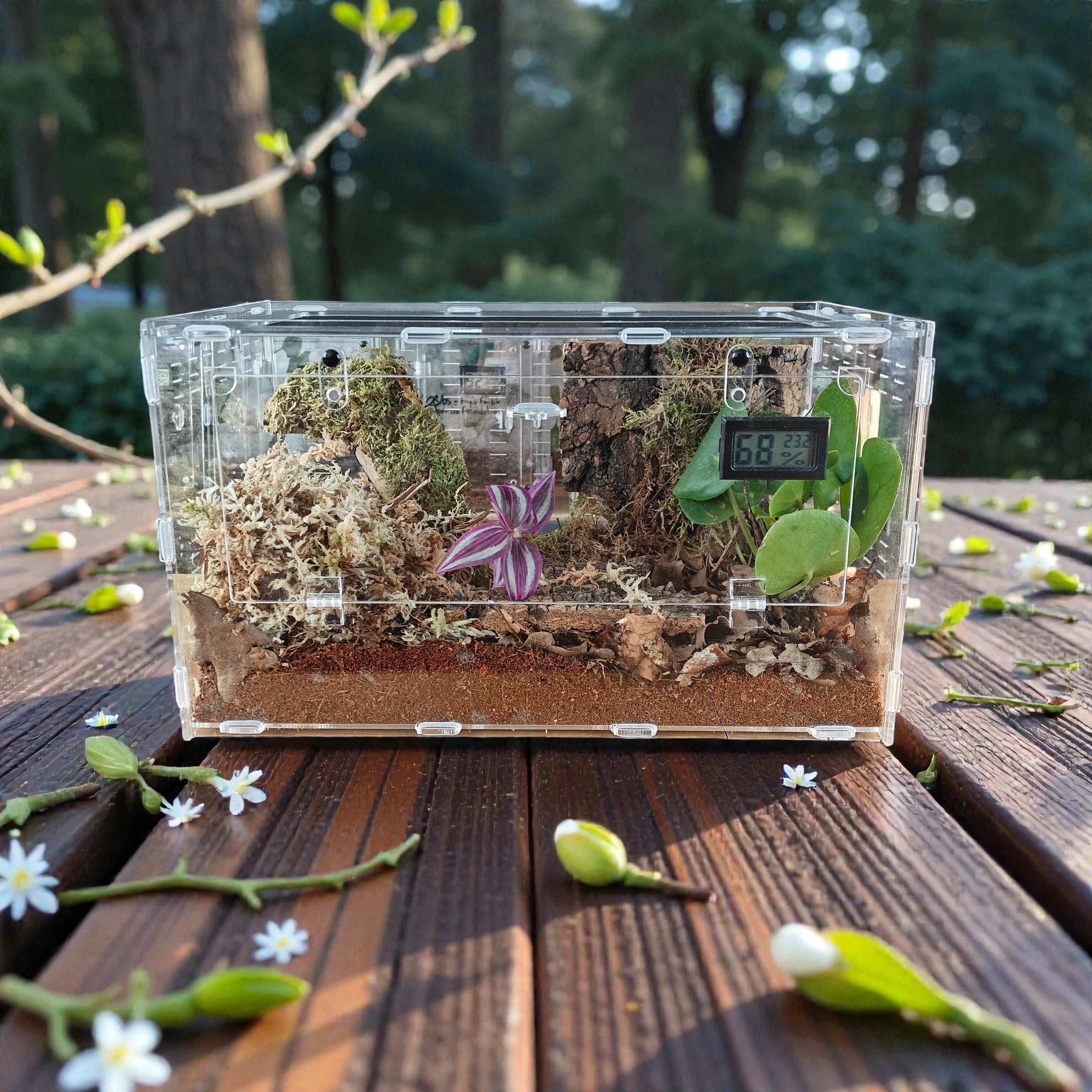 Terrarium | Terrarium terrestre 20*20*35, araignée, escargot, insecte rampant etc..
