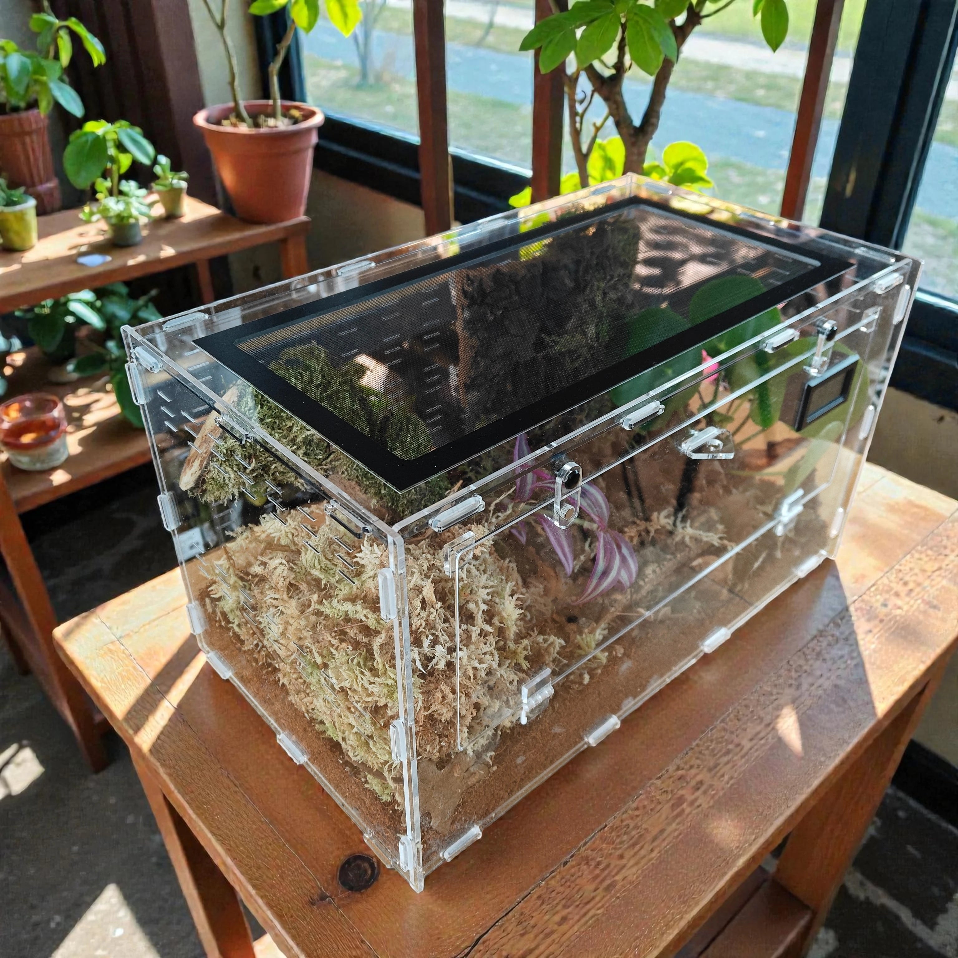 Terrarium | Terrarium terrestre 20*20*35, araignée, escargot, insecte rampant etc..