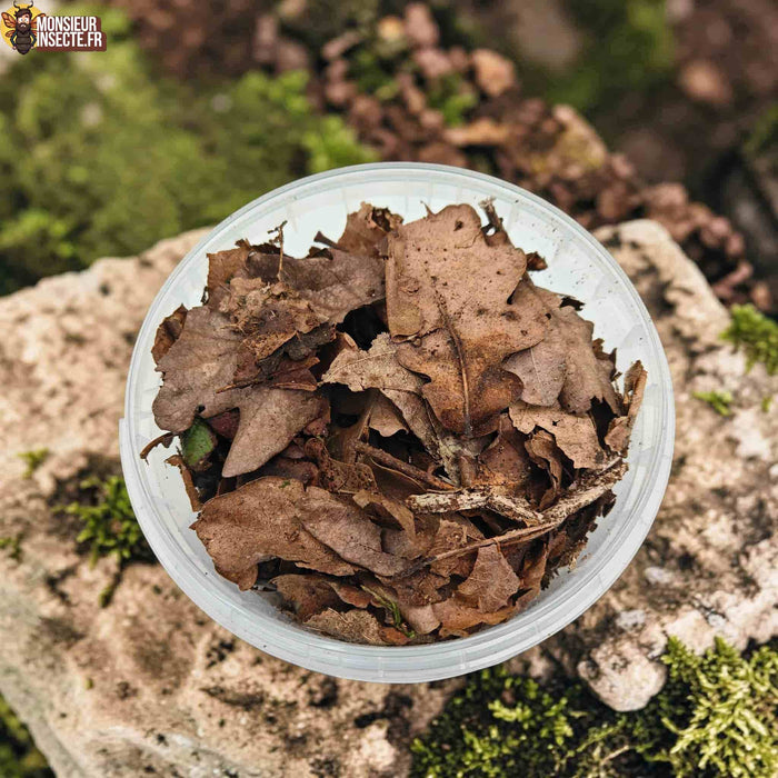 Achat Feuille de chêne en décomposition pour cloporte isopode