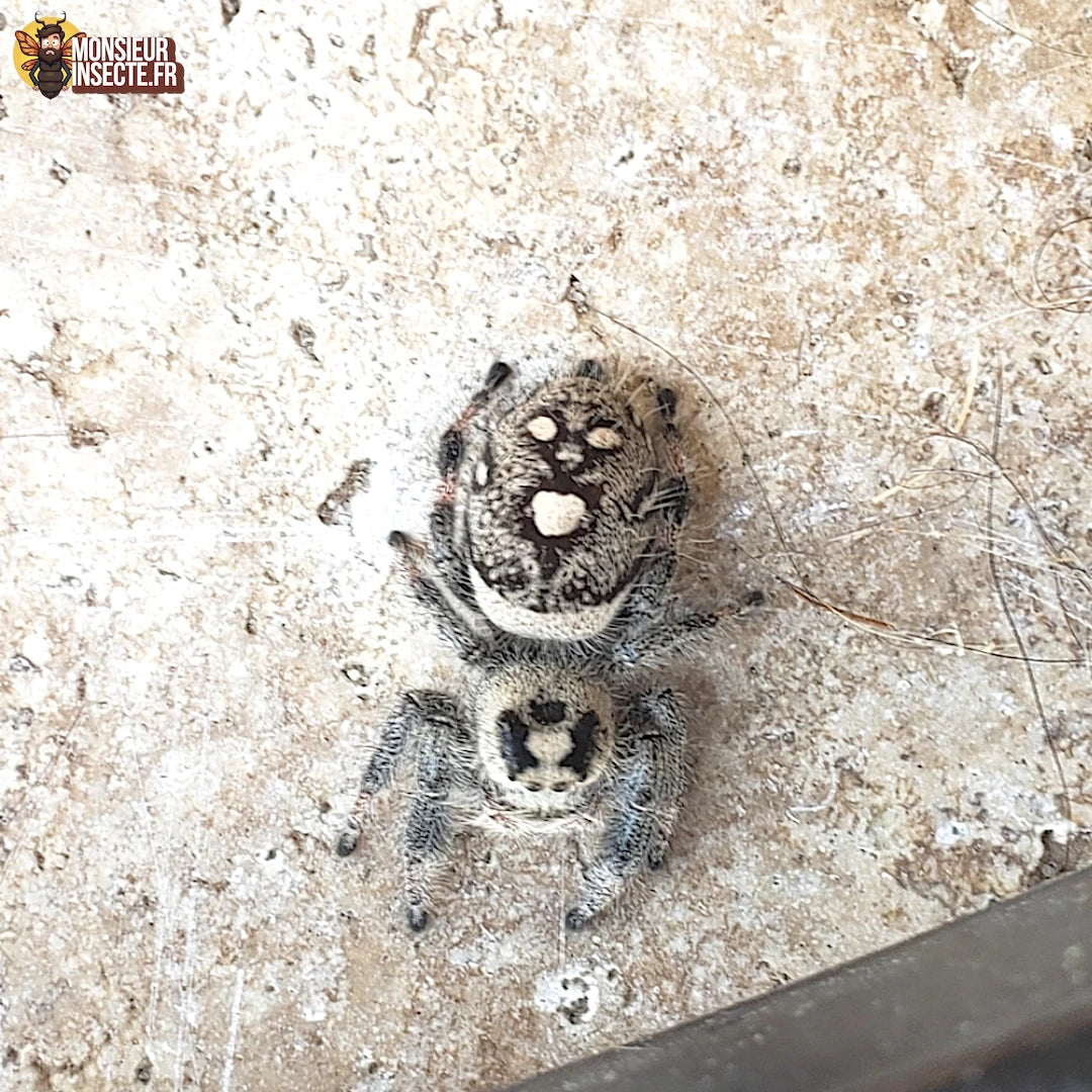 phidippus_regius_lake_okeechobee_2