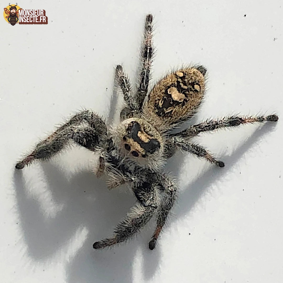 phidippus_regius_lake_okeechobee_32