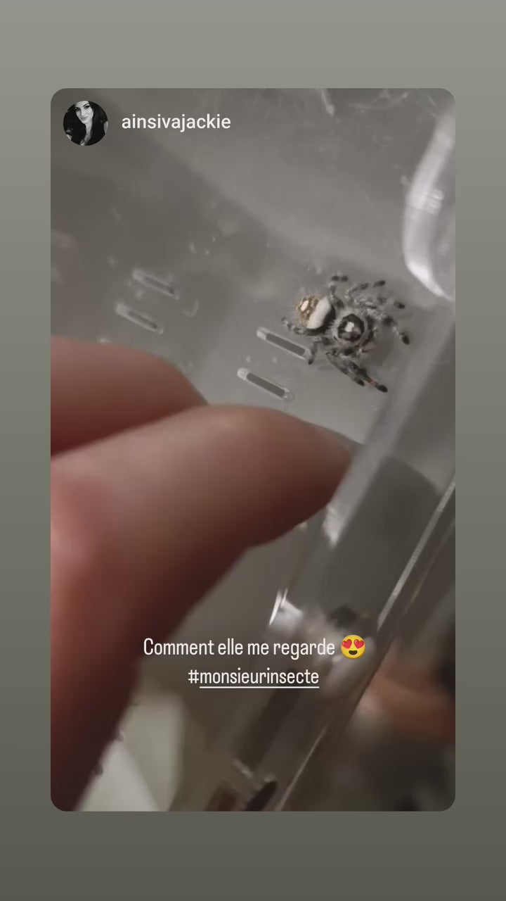 achat phidippus regius