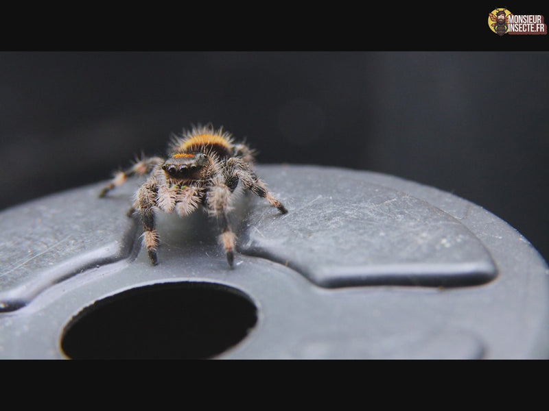 achat_phidippus_regius_soroa_2