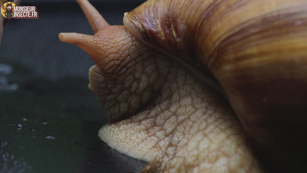 achat escargot géant lissachatina imaculata