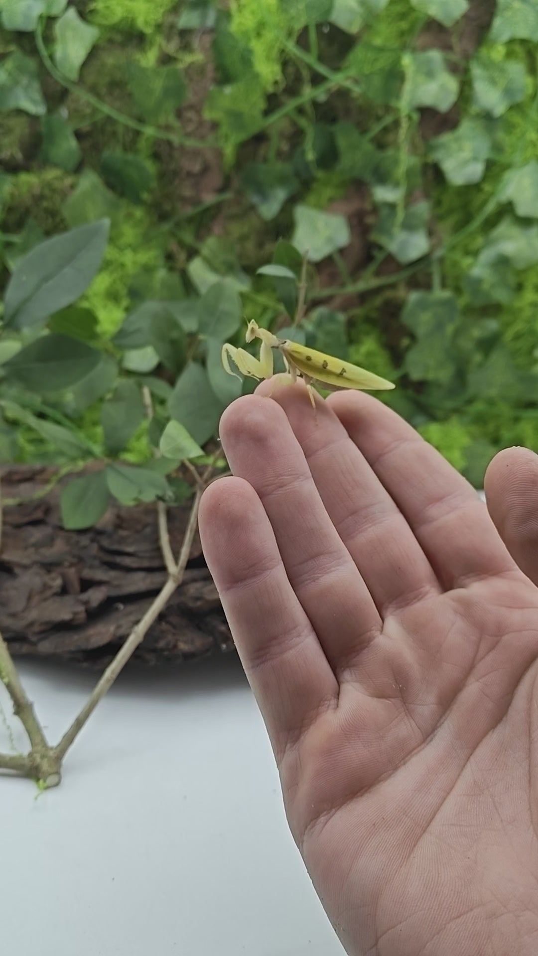 Achat_mante_religieuse_Helvia_Cardinalis_