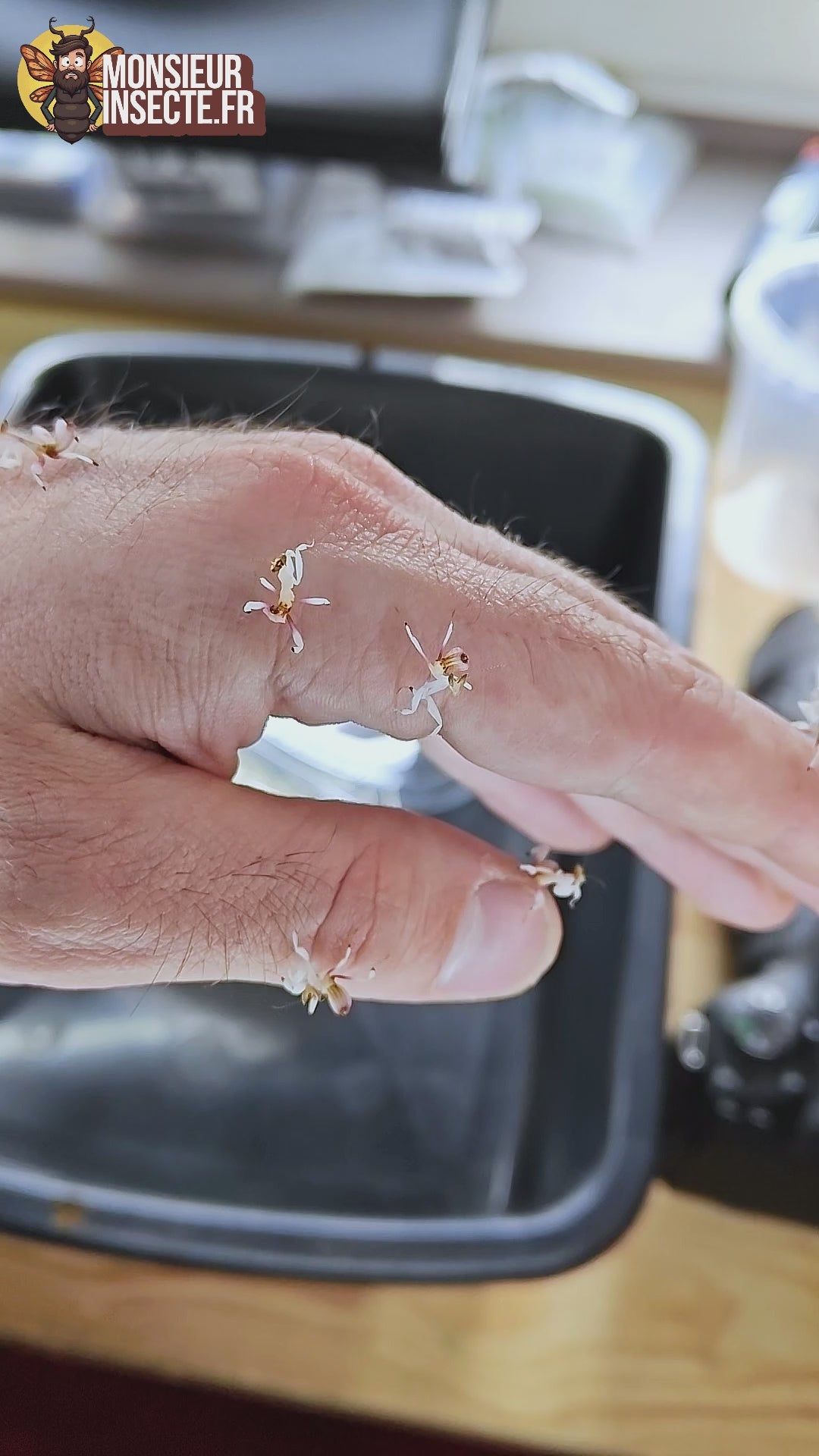 Achat mante orchidée