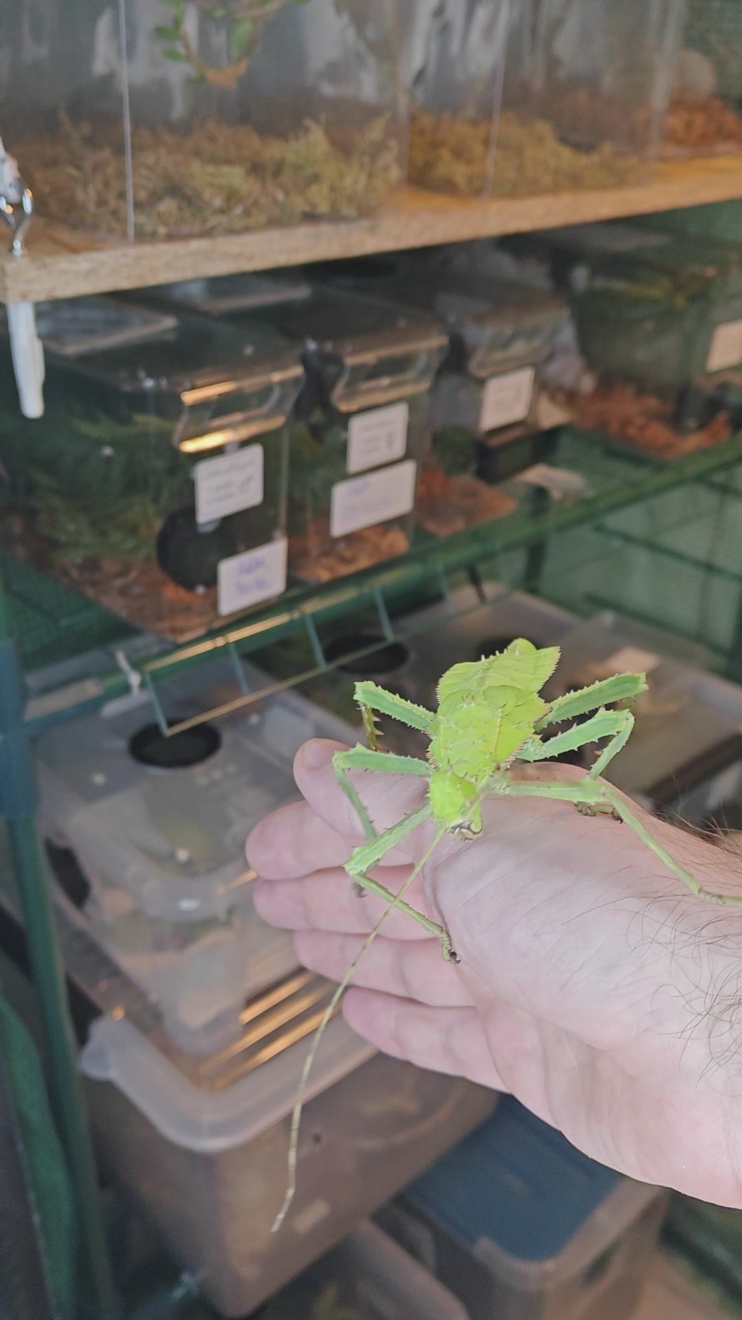 Achat_Heteropteryx_Dilatata_phasme_geant_de_Malaisie_5