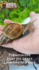 Achat escargot géant lissachatina fulica