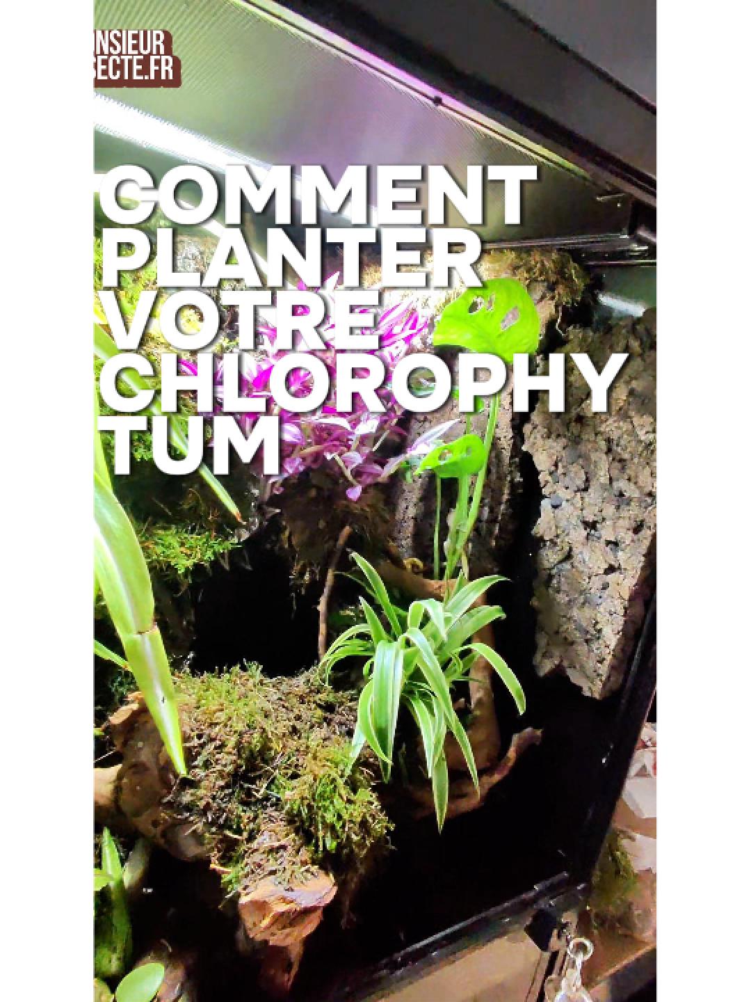 Comment planter votre chlorophytum en terrarium