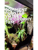 Comment planter votre chlorophytum en terrarium
