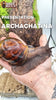 achat escargot geant archachatina marginata ovum