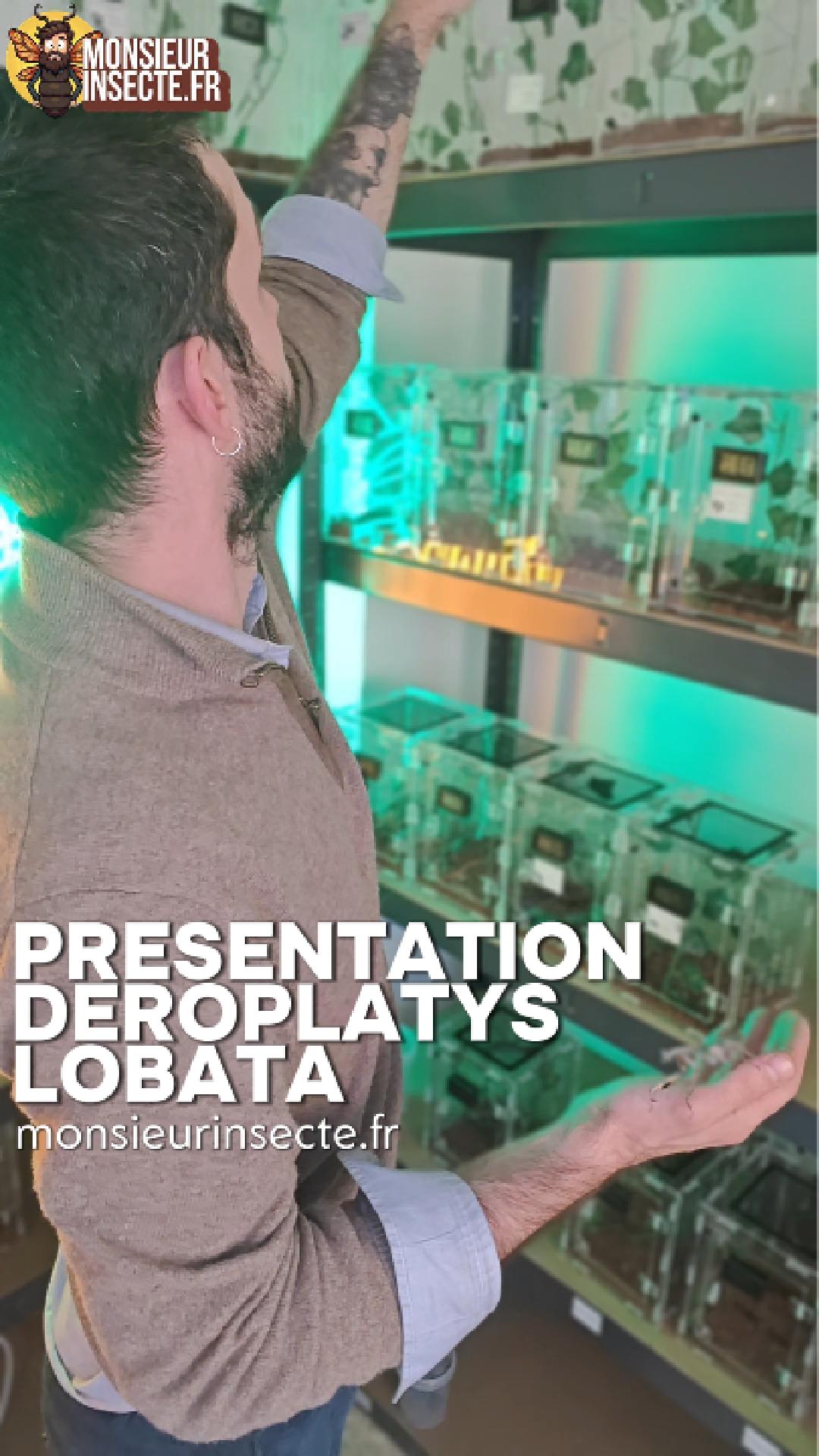 presentation vidéo deroplatys lobata