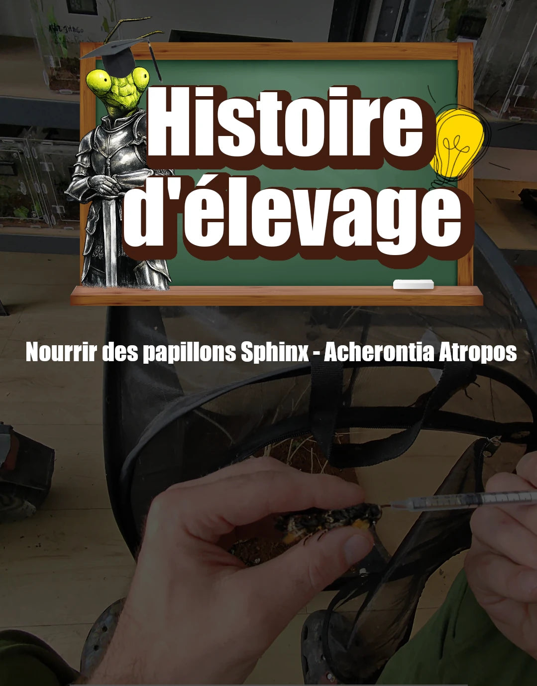 comment-nourrir-des-acherontia-atropos