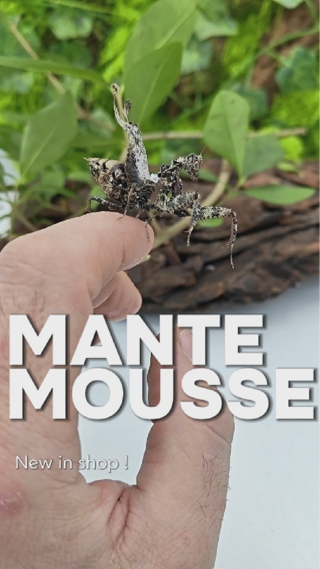 achat mante mousse pseudacanthops lobipes