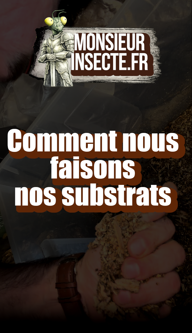 achat substrat cloporte et coleoptère