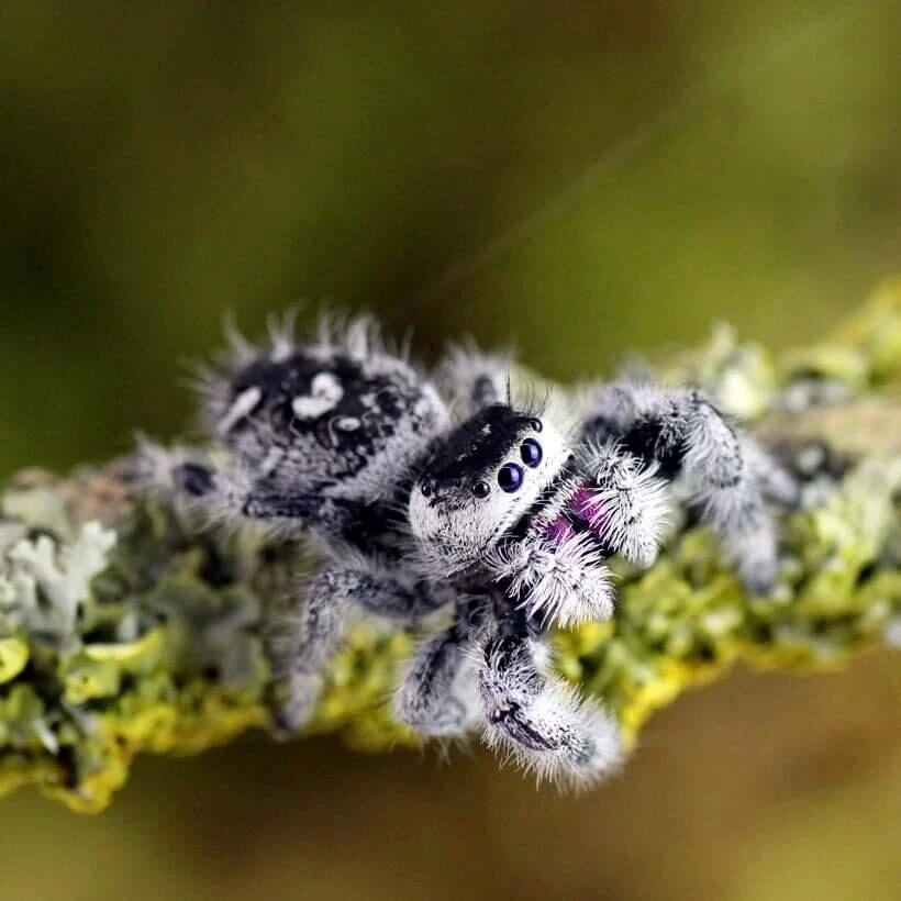 vente araignee phidippus regius white bahamas 3